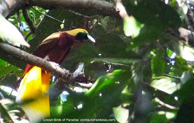 Lesser Birds of Paradise in tropical rainforest of West Papua