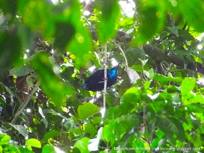 Burung Cendrawasih Dada Biru di Hutan Papua Barat