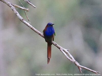  Purple-bearded Bee-eater