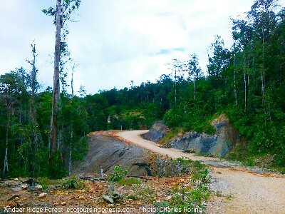 Andaer ridge forest in Vogelkop region of West Papua