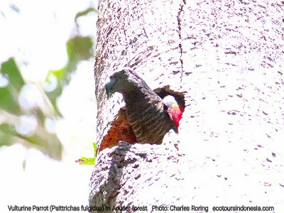 Vulturine Parrot (Psittrichas fulgidus)