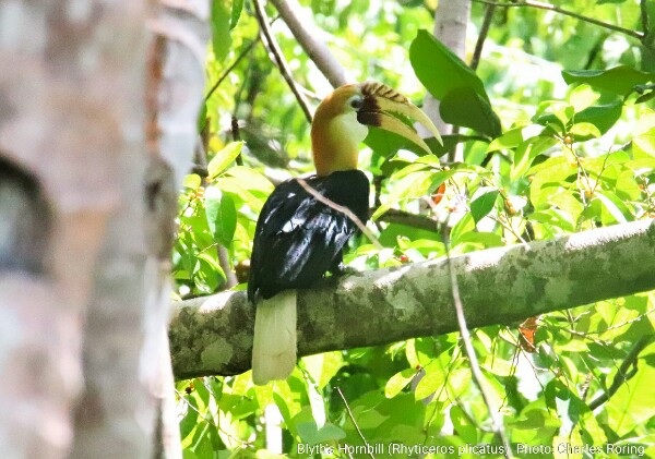 Papuan blyth's hornbill