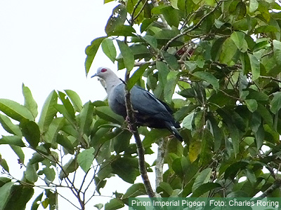 Burung Kumkum Papua Pinon Imperial Pigeon di hutan Lembah Klasow Kabupaten Sorong, Provinsi Papua Barat, Indonesia