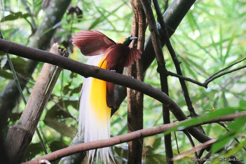 Lesser Bird of Paradise (Paradisaea minor)