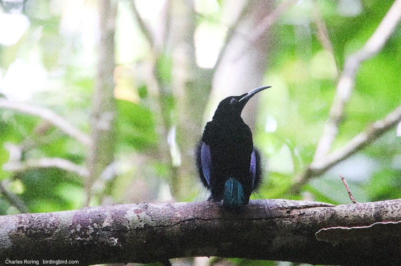 Magnificent Riflebird in Klasow valley of Sorong regency