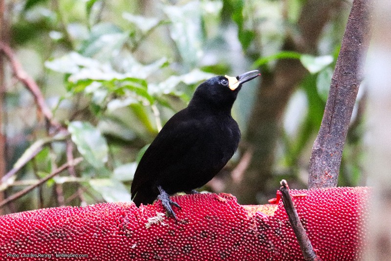long-tailed paradigala bird of paradise in Manokwari's forest