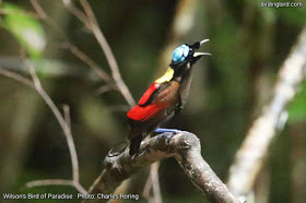 A male Wilson's Bird of Paradise (<i>Diphyllodes respublica</i>)