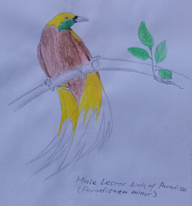 Colored pencil sketch of a male Lesser Birds of Paradise (Paradisaea minor)