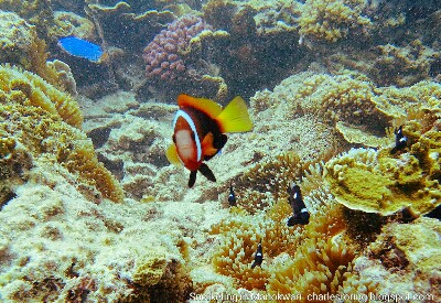 anemonefish in coral reef