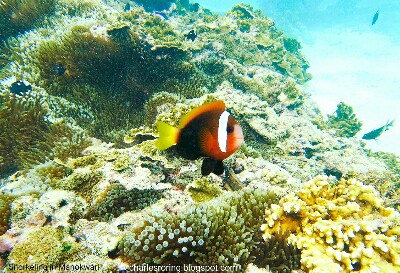 Red and Black Anemonefish (Amphiprion melanopus