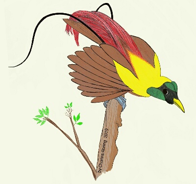 drawing of Red Bird of Paradise