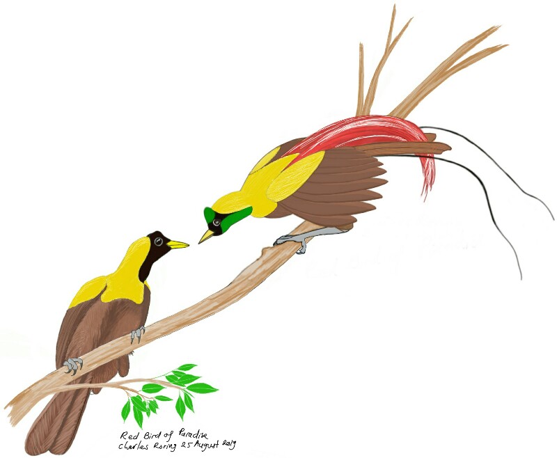 Drawing of Red Bird of Paradise (Paradisaea rubra