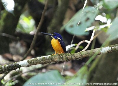 Azure Kingfisher in rainforest of West Papua