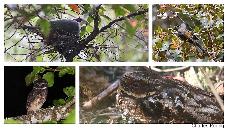 birds in Lore Lindu national park of north sulawesi