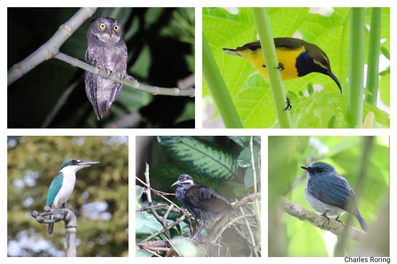 birds of sulawesi