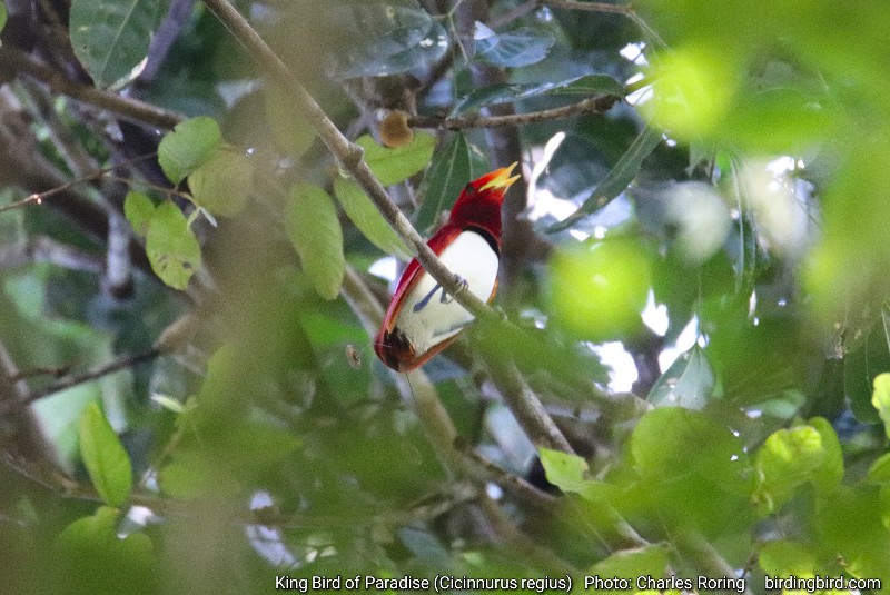 Burung Surga Raja di Tanah Papua