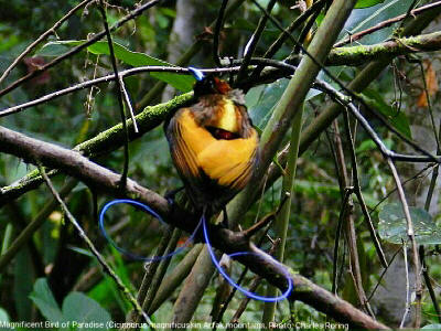 Magnificent Bird of Paradise or locally called Burung Knang in Arfak mountains of Manokwari.