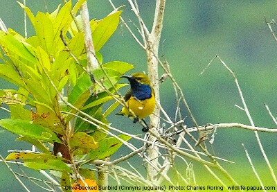 Olive-backed Sunbird (Cinnyris jugularis) in rainforest near Sorong city