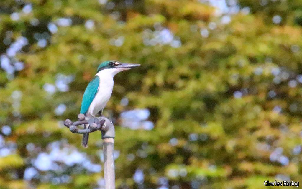 Collared Kingfisher (Todiramphus chloris)