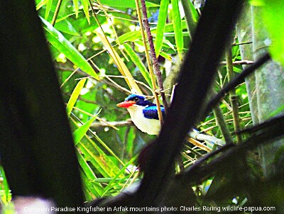 Common Paradise Kingfisher (Tanysiptera galatea) in Susnguakti forest of Arfak mountains