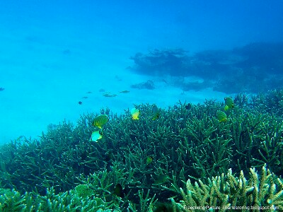 coral reef environment in Manokwari