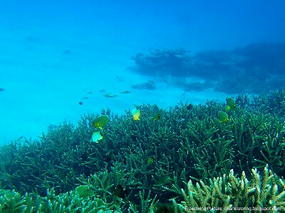 marine life in Manokwari