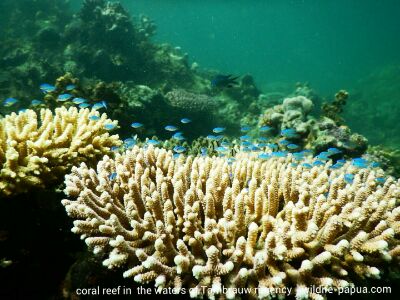 Coral reef and Marine Life in Tambrauw Regency of West Papua of Indonesia.