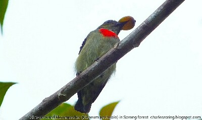 a small bird in Sorong forest, Olive-crowned Flowerpecker