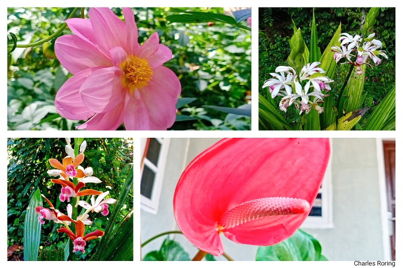 Orchid, dahlia, anthurium in Lore Lindu of Central Sulawesi Indonesia.