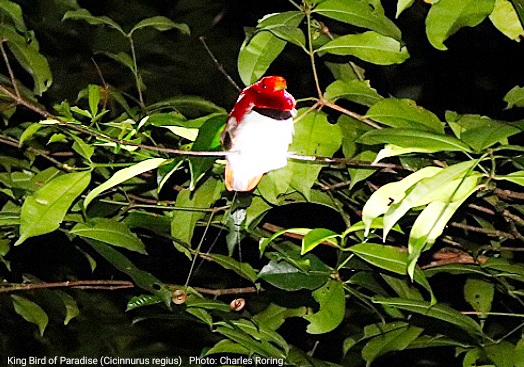 King Bird of Paradise (Cicinnurus regius