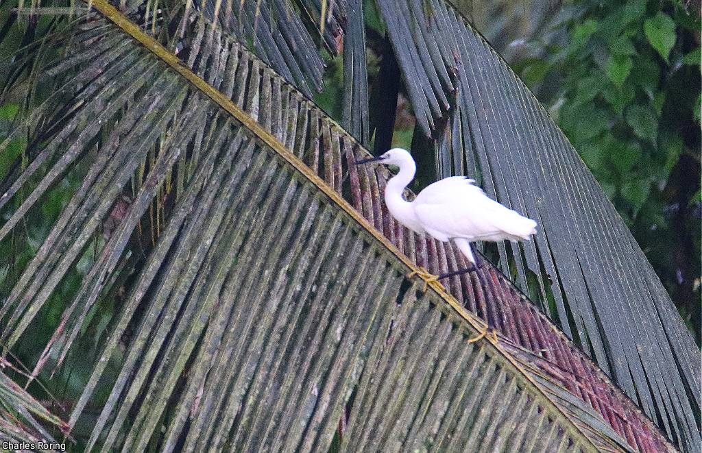 Little Egret (<i>Egretta garzetta</i>)