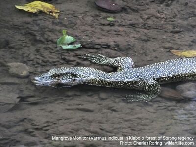 Mangrove monitor lizard in rainforest of Sorong regency of West Papua, Indonesia. Photo: Charles Roring