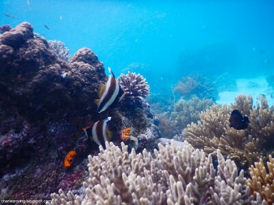 coral reef in yenbuba strait of Raja Ampat