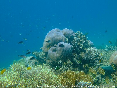 kehidupan bawah laut di terumbu karang Pulau Waigeo