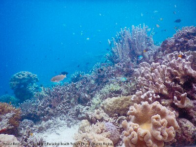 Marine Life in Waigeo island of Raja Ampat
