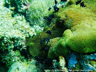 Underwater world of West Papua