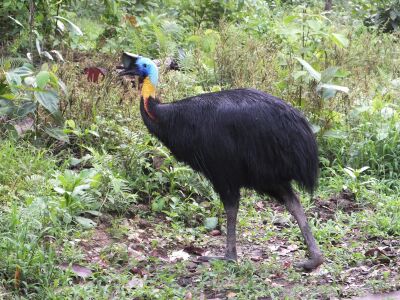 Northern Cassowary