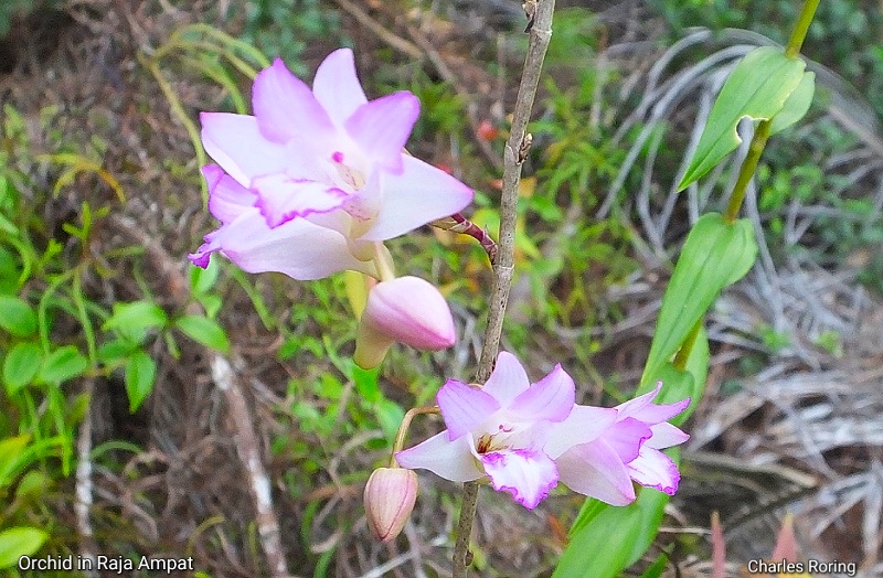 terrestrial orchid in Waigeo island