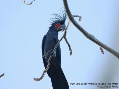 Palm Cockatoo at the beach of Yenbekaki village