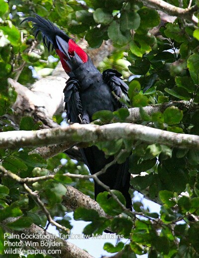 Palm Cockatoo in rainforest of West Papua