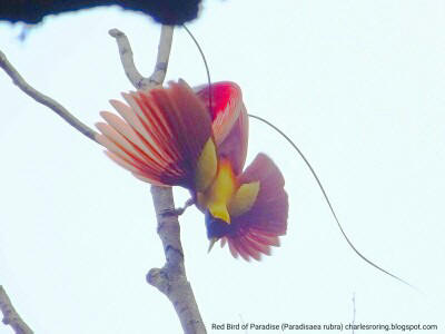 Red Bird of Paradise (Paradisaea rubra) in the forest of Waigeo island