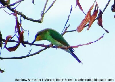 Rainbow Bee-eater was eating an insect in forest of Sorong city in West Papua, Indonesia.