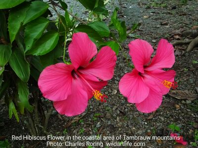Red Hibiscus Flowers near a beach in Tambrauw regency of West Papua, Indonesia.