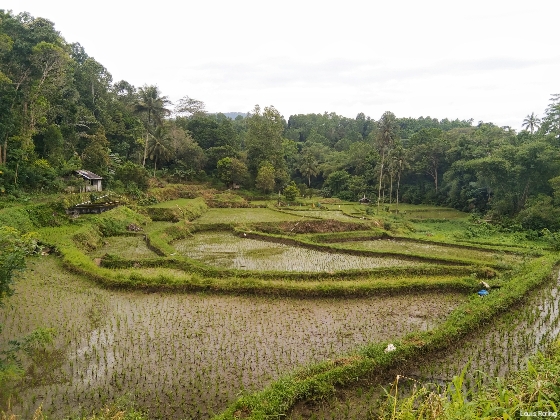 paddy field tour in Indonesia Terraces of Rice Field in Subdistrict Sonder of Minahasa regenct, North Sulawesi Province of Indonesia