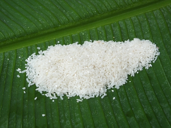 rice paddy tour in Minahasa highland rice produce from Minahasa highland