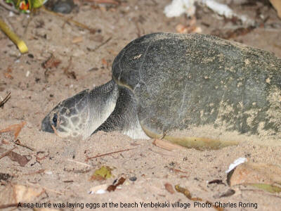 Nesting ground of green sea turtle in Raja Ampat of Indonesia.