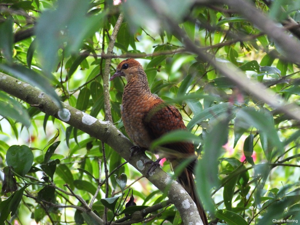 Birding in North Sulawesi Sulawesi Cuckoo-dove