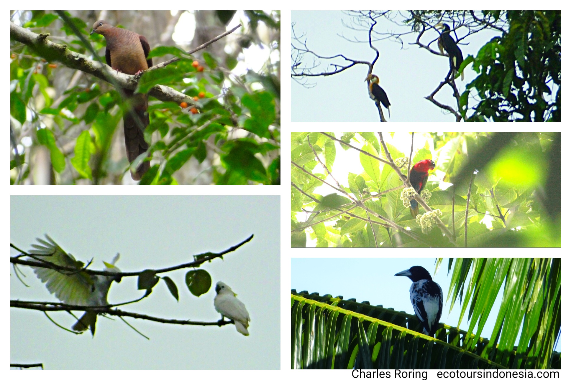 Tropical Birds of West Papua