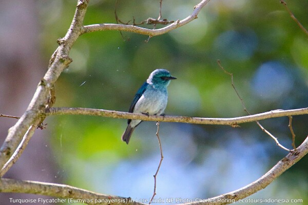 Turquoise Flycatcher in Lore Lindu National Park of Central Sulawesi, the Republic of Indonesia.