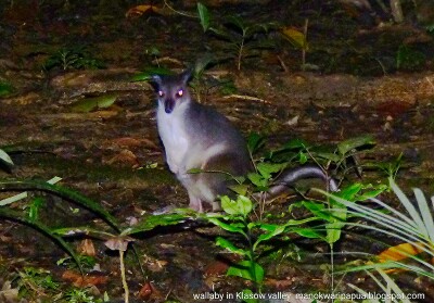 Wallaby is a marsupial animal that looks like kangaroo and lives in the lowland forest of New Guinea